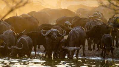 Best safaris for Buffalo in Namibia | 57 sightings | Expert Africa