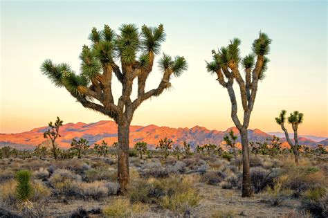 Joshua Tree National Park - Vast Desert Terrain and Stargazing Spot in California – Go Guides