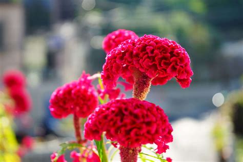 Celosia Flowers Offer Plumes, Feathers, and Blooms