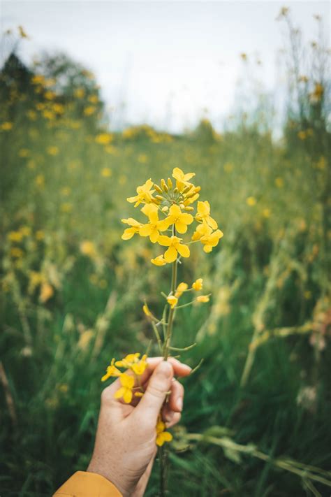 Mustard Field Wallpapers - Top Free Mustard Field Backgrounds ...