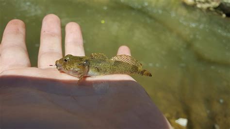 Sculpin, Mottled Phoebe516 | www.roughfish.com