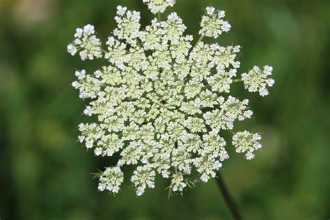 How to Tell the Difference Between Poison Hemlock and Queen Anne's Lace — Raven's Roots