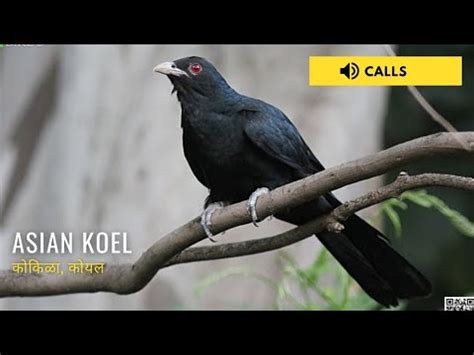 Asian Koel Singing | Nature Web - YouTube