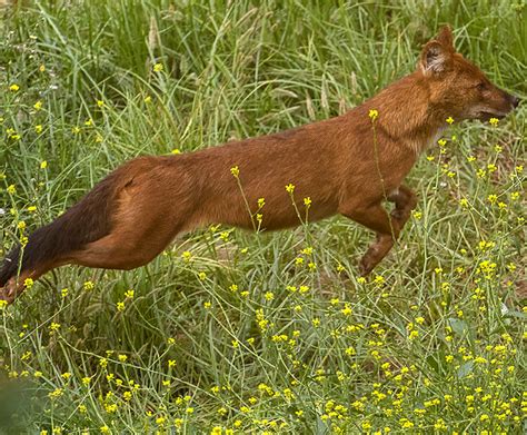 Dhole | San Diego Zoo Kids