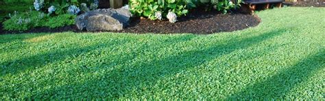 Microclover: The Secret To A Self-Sustaining Lawn | American Meadows