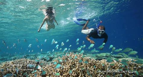 Where is the Best snorkeling in Maldives ? The Best Resorts We've Seen