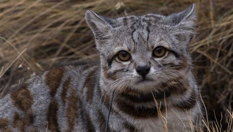 The Andean Cat Is One Of The Rarest And Least-Known Cats In The World - Nature And Animals - Sonyaz