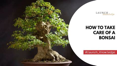 How To Take Care Of A Bonsai