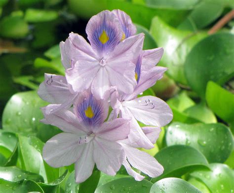 Water hyacinth