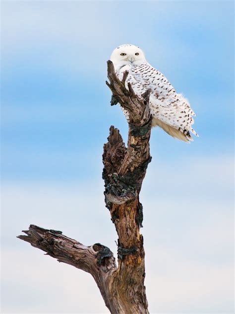 Bird Photography Advice from Nature Photographer David Bernstein - The Phoblographer