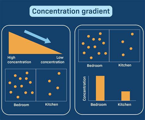 Concentration Gradient - Biology Simple