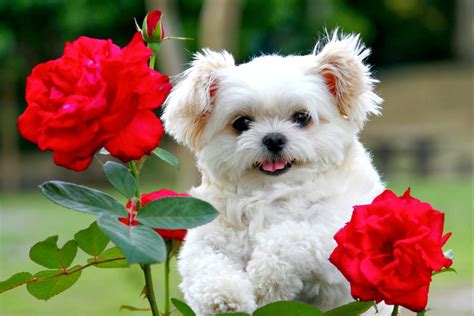 Cute Puppy Wallpaper Hd Download ~ Retriever Puppy Petals, Hd Animals ...