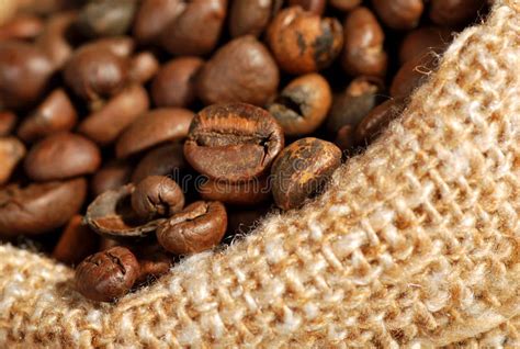 Coffee beans stock image. Image of agriculture, coffee - 24453793