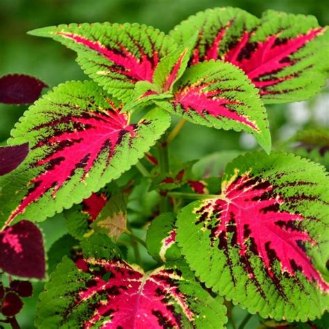 14 Coleus Varieties to bring Color to your Shade Garden