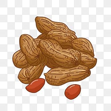 Peanut Png Free, Peanuts, Peeled Peanuts, Peeled Peanuts Free Of Nuts PNG Transparent Clipart ...