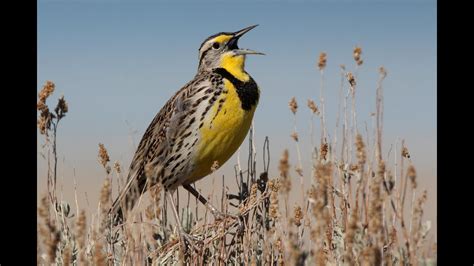 Flying Meadowlark