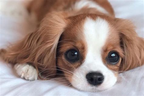 Top 15 Cutest Dog Breeds That Make A Cute Companion - Top 15