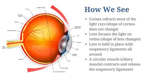Presbyopia - Causes And Treatment You Must Know - Eye Bulletin