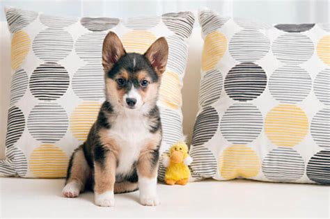 Corgi German shepherd mix Breed: characteristics, appearance and pictures