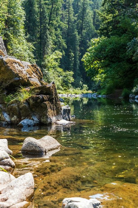 green trees beside river during daytime photo – Free Water Image on ...