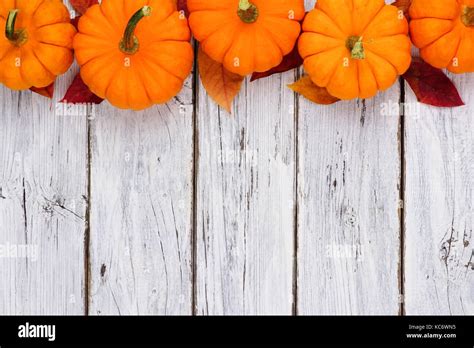 Plain Borders Of Pumpkins