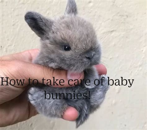 How to take care of baby bunnies! www.shopbunnies.com : An immersive ...