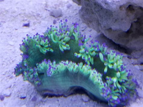 New Elegance Coral | REEF2REEF Saltwater and Reef Aquarium Forum