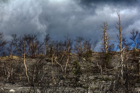 Plants of Forest-tundra Died because of Air Pollution Platinum-Nickel Plant Stock Image - Image ...