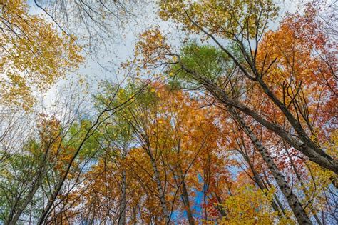 Premium Photo | Autumn forest bright autumn colors of trees