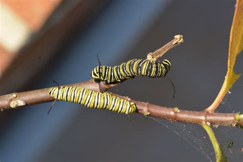 More Monarch Butterfly Caterpillars – IN MY VIEWFINDER