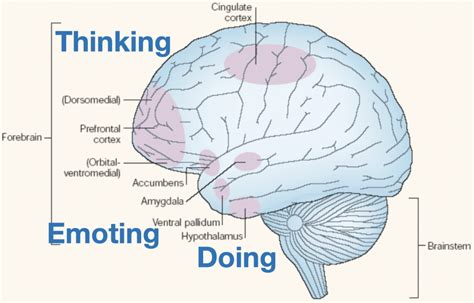 What is emotion regulation and how do we do it? – Erik Messamore, MD, PhD