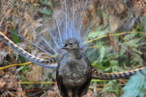 Lyrebird Males Mimic Panicked Flock While Mating | Courthouse News Service