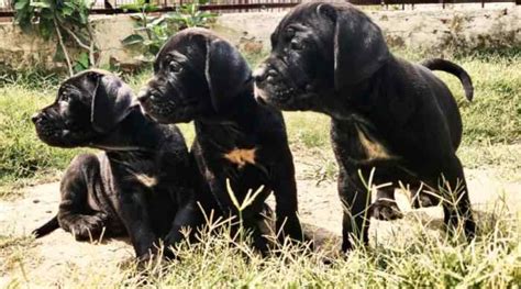 Cane Corso Puppies for Sale in Bangalore at Best Prices | PlanAPup