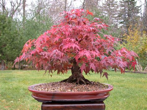 Top How To Bonsai A Maple Tree in the world The ultimate guide | leafyzen