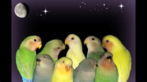 Lovebird Nursery sounds. - YouTube