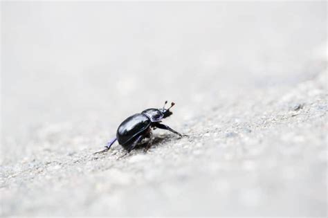 Pumpkin Beetle » Top Tips on Identification & Control