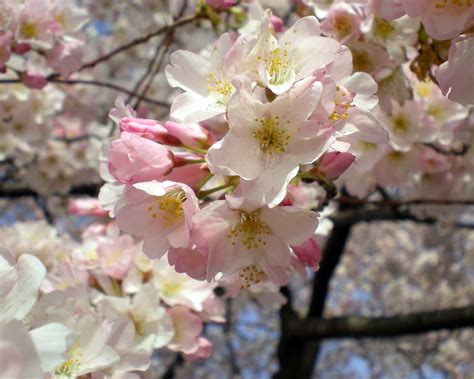 Cherry Blossoms, Close Up | Cherry blossom trees in bloom in… | Flickr