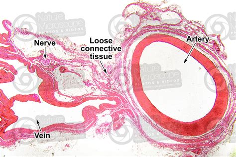 Arteries And Veins Histology