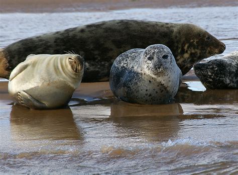 Flickriver: Photoset 'Seals at Blakeney' by Whipper_snapper