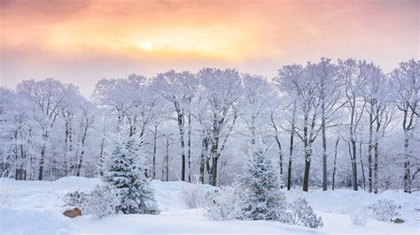 Beautiful Winter Scenery Snow Covered Frozen Trees Forest During Sunset ...