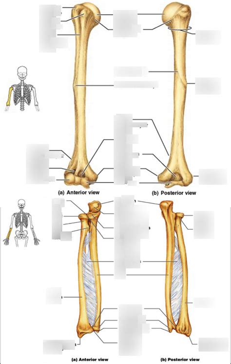 Radius + Ulna Osteology Diagram | Quizlet