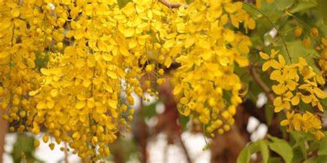 Hawaiian Flowering Trees: 12 Beautiful Varieties - GFL Outdoors