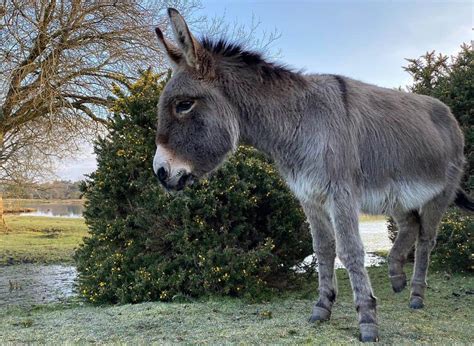 Burro Vs. Donkey: The Same or Different? - Dockery Farms