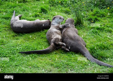 Otters at play Stock Photo - Alamy