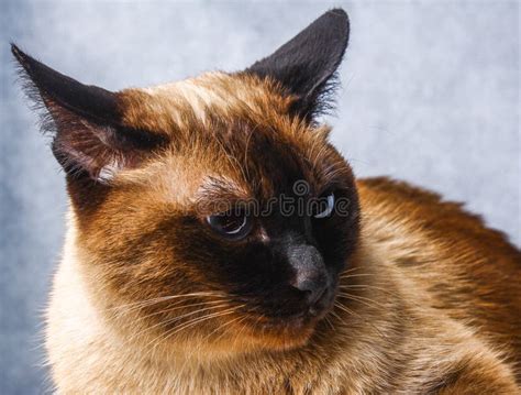 Siamese Thai Cat Lies and Looks with Sadness, Anguish, Anger. Stock ...