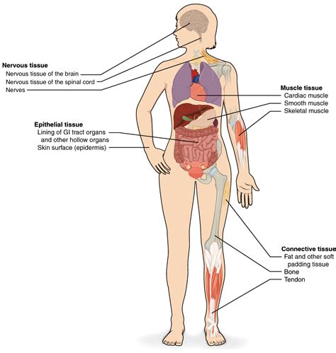 😊 Interrelated body systems. Essay on Assignment: How Two Body Systems ...