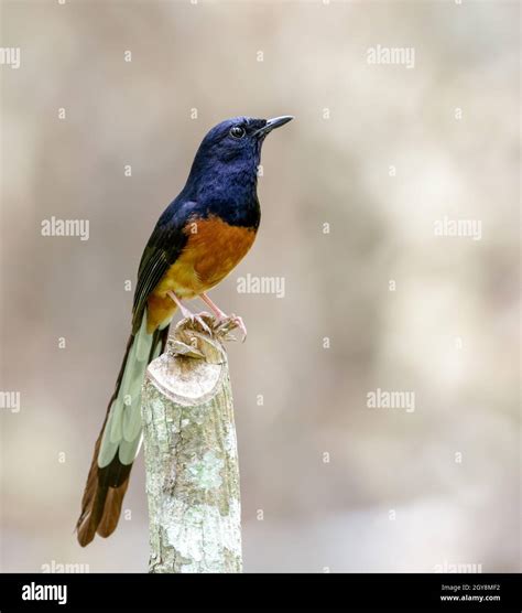 white-rumped shama male Stock Photo - Alamy