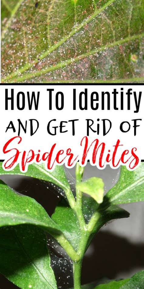 How To Get Rid Of Spider Mites On Plants | Spider mites, Get rid of spiders, Aphids on plants