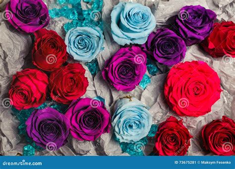 Blue , Red , Purple Colorful Roses Background Stock Image - Image of ...