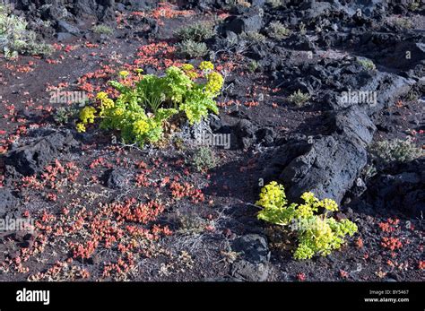 Canary Islands. Geology. Succulent plants grow on black lava rock at ...